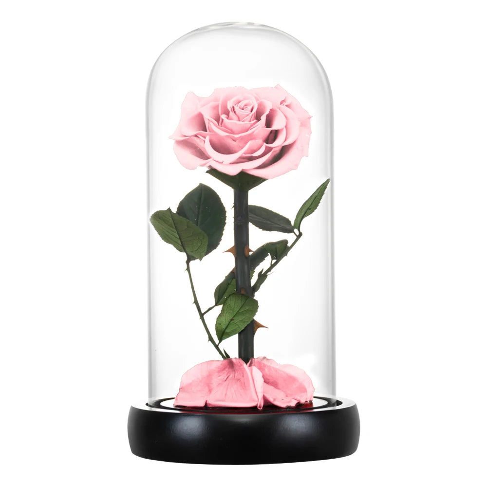 Preserved Rose Beauty and The Beast Flowers In A Glass Dome