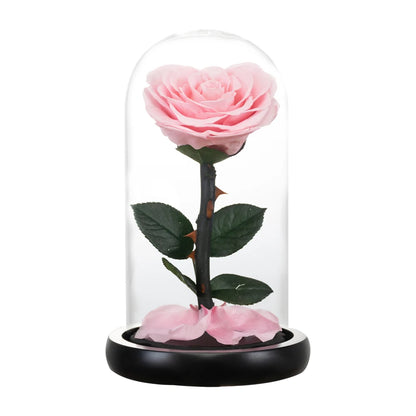 Heart Shaped Preserved Beauty and The Beast Eternal Rose In Glass Dome