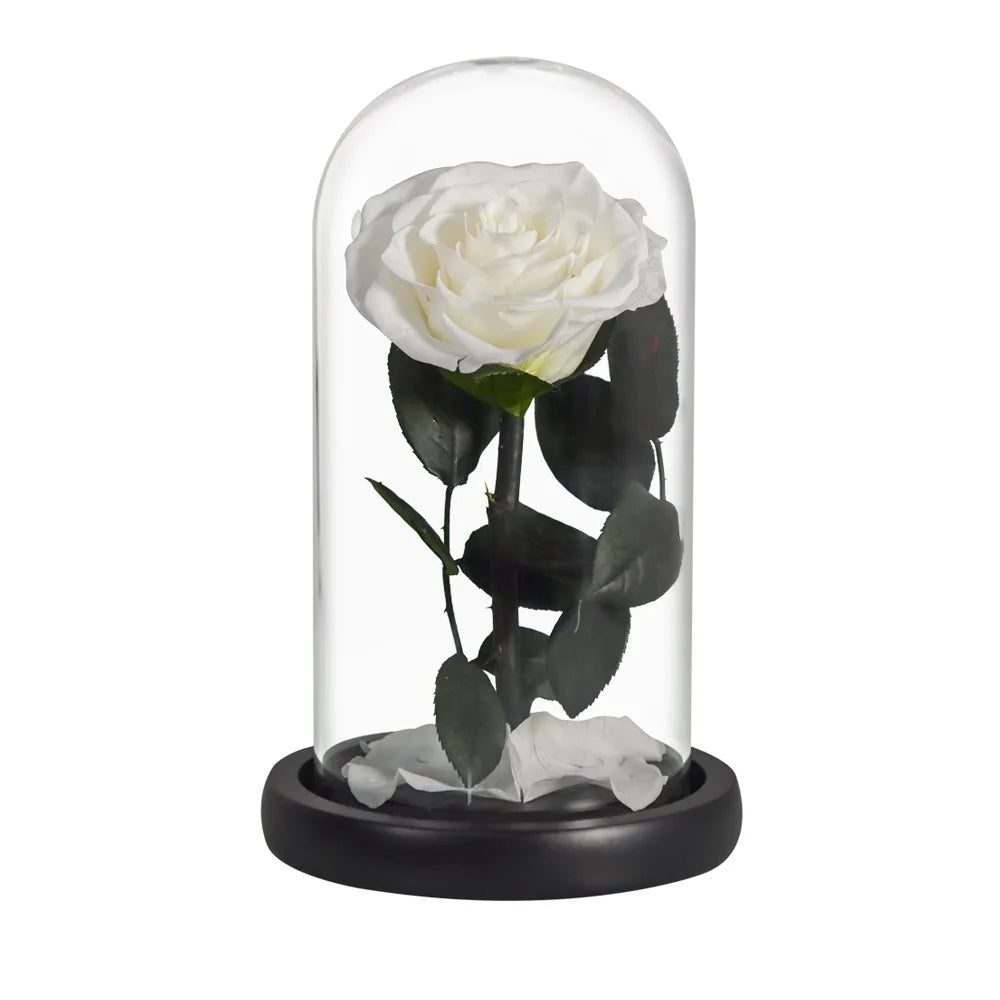 Preserved Rose Beauty and The Beast Flowers In A Glass Dome