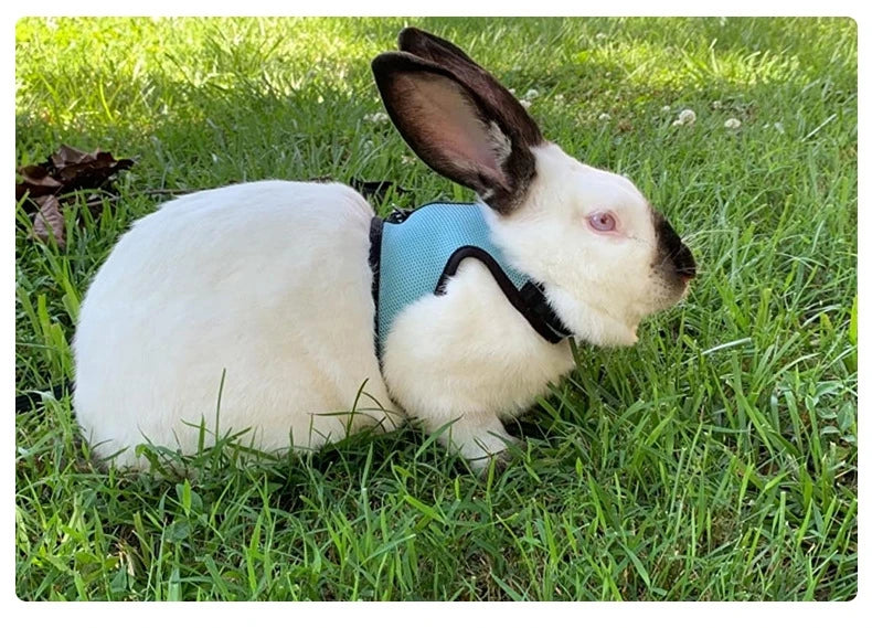 Pet Rabbit Small Animal Vest Harness and Leash Set