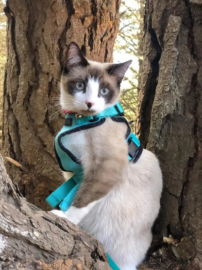 XS-S Pet Cat Harness and Leash Set