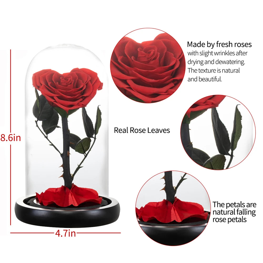 Heart Shaped Preserved Beauty and The Beast Eternal Rose In Glass Dome